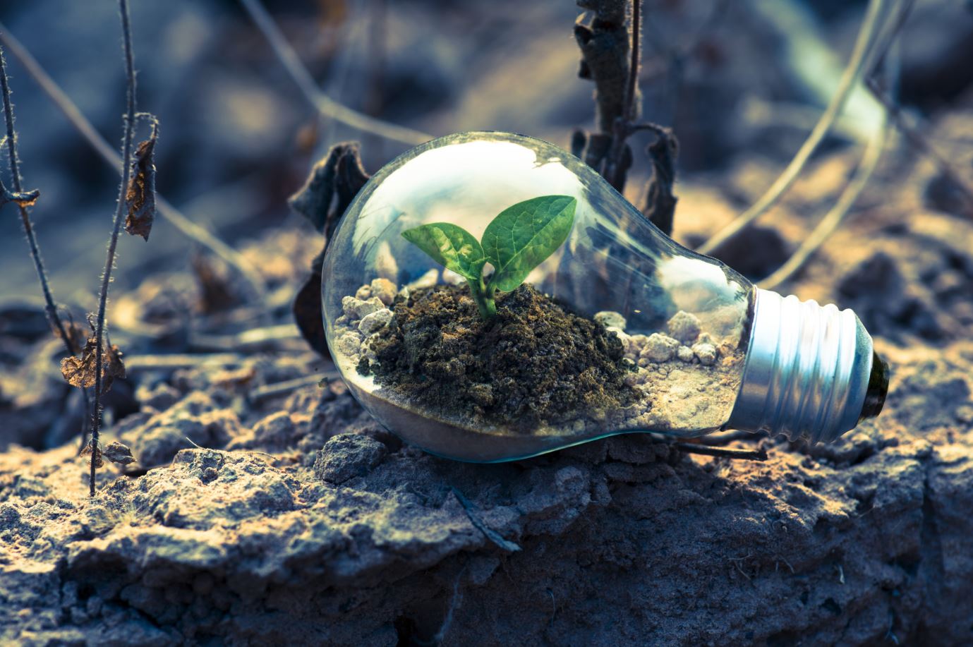 Corporate Social Responsibility